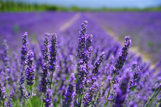 Top 7 Things to Know About Lavender